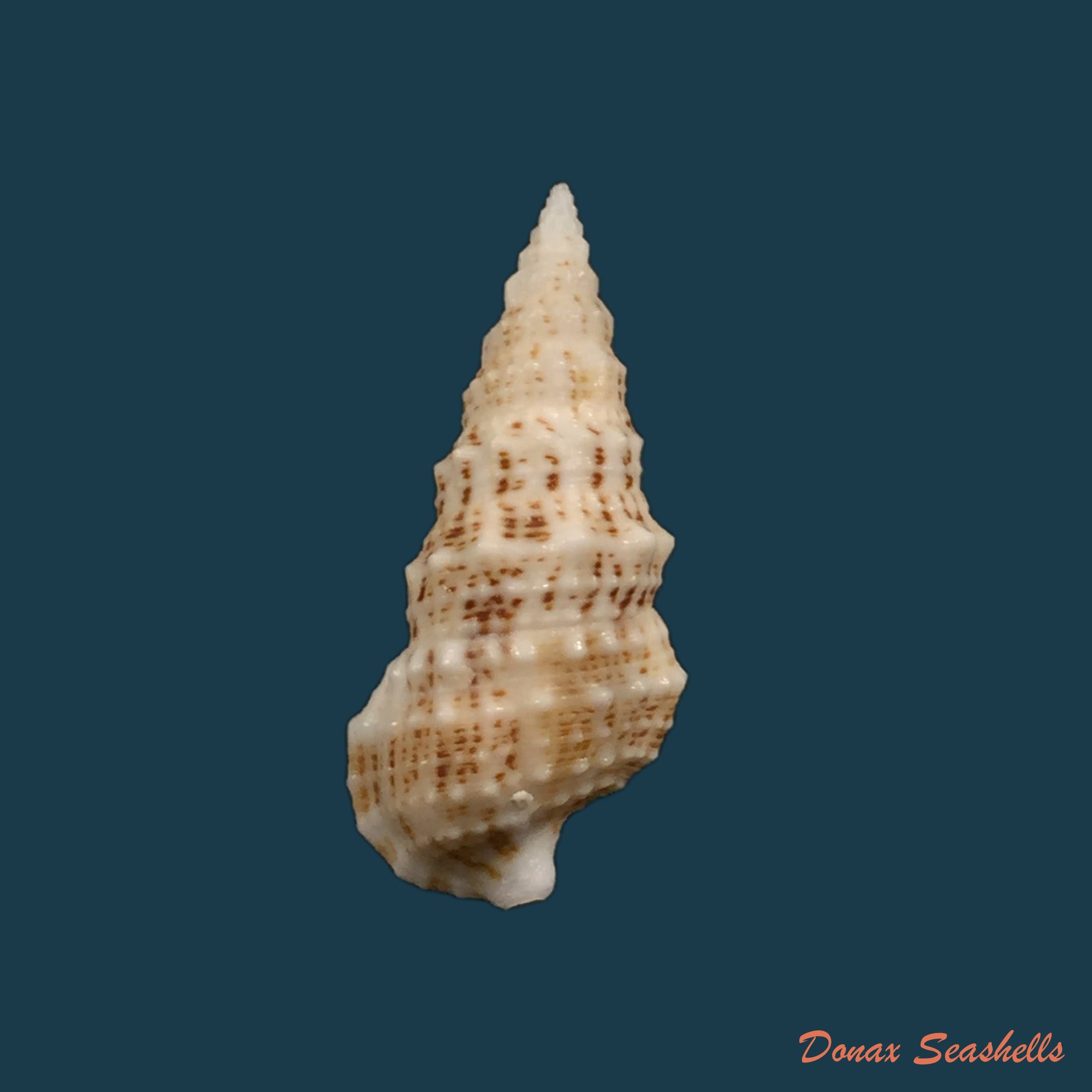 copia-de-cerithium-eburneum-bruguiere-1792-31-7mm