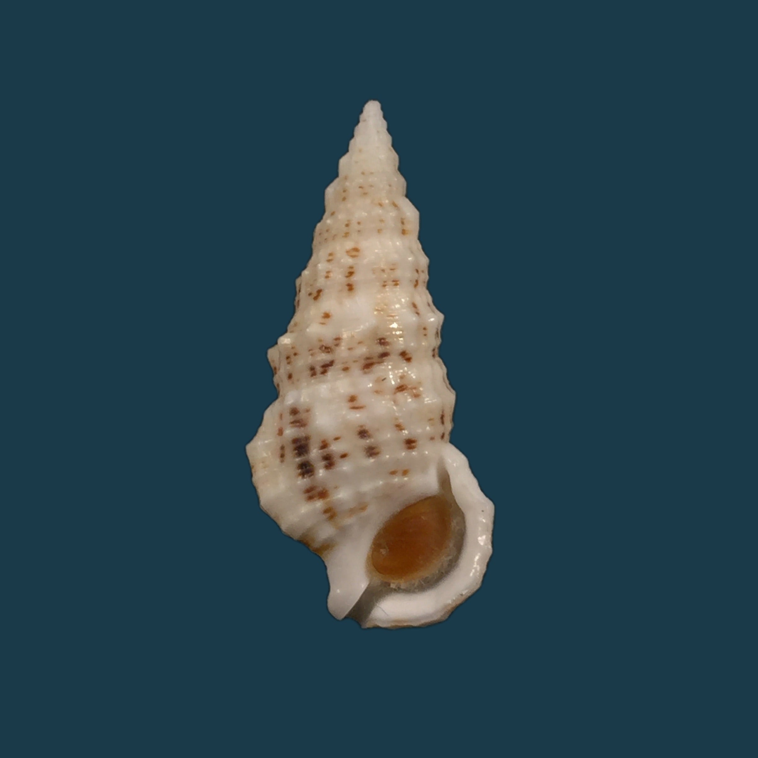 Cerithium eburneum Bruguière, 1792- 34mm