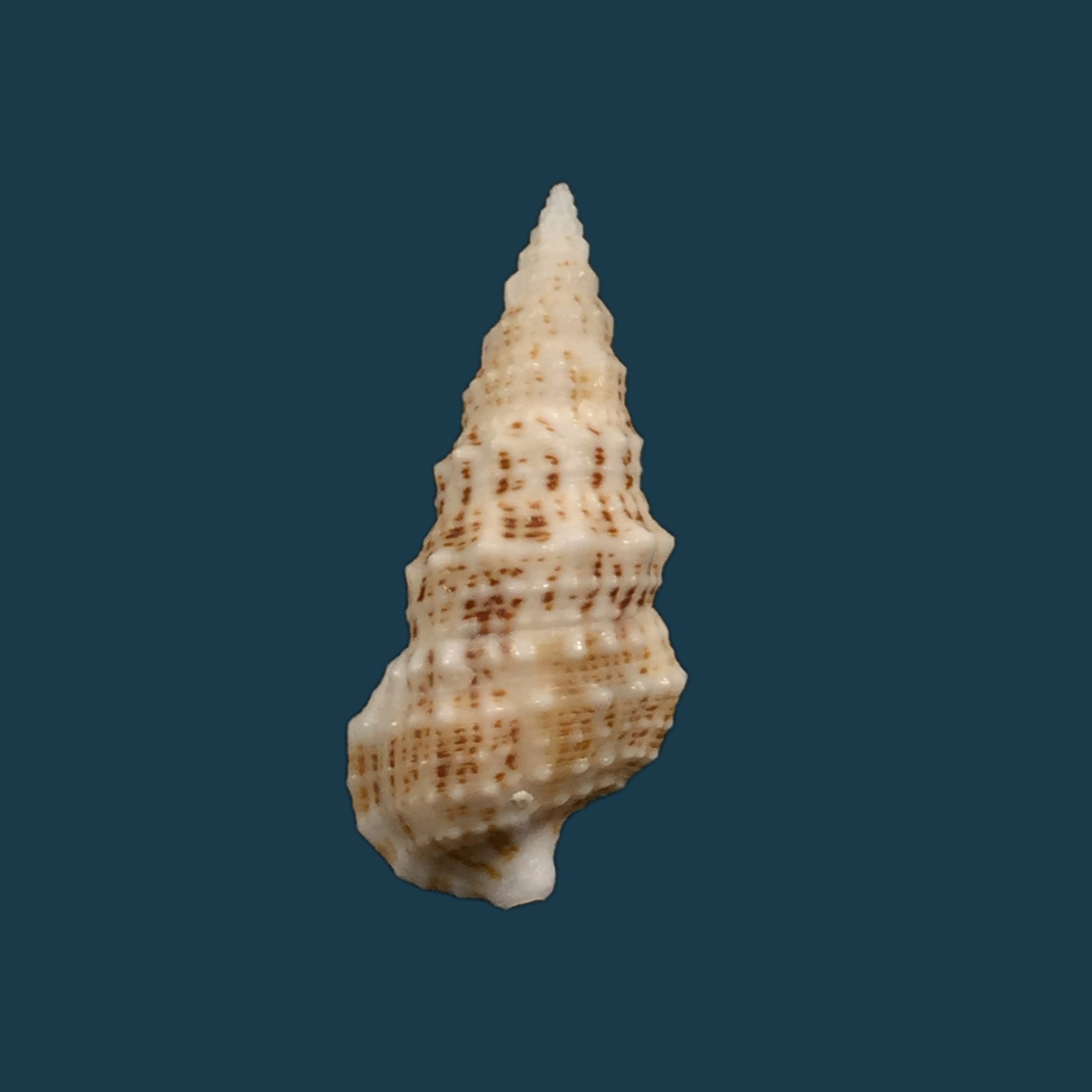 Cerithium eburneum Bruguière, 1792- 34mm