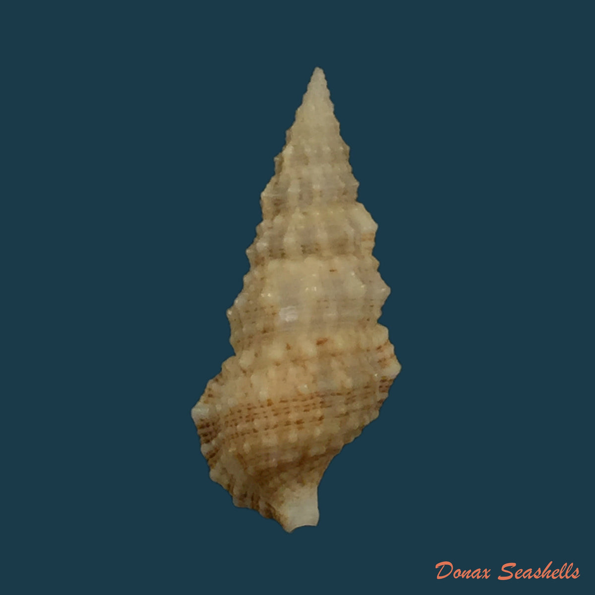 copia-de-cerithium-litteratum-born-1778-23mm