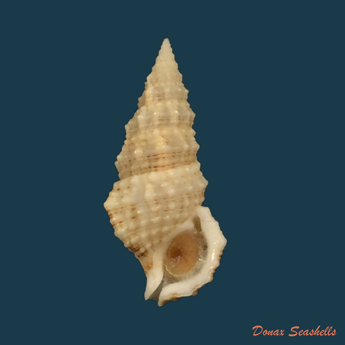 copia-de-cerithium-litteratum-born-1778-23mm