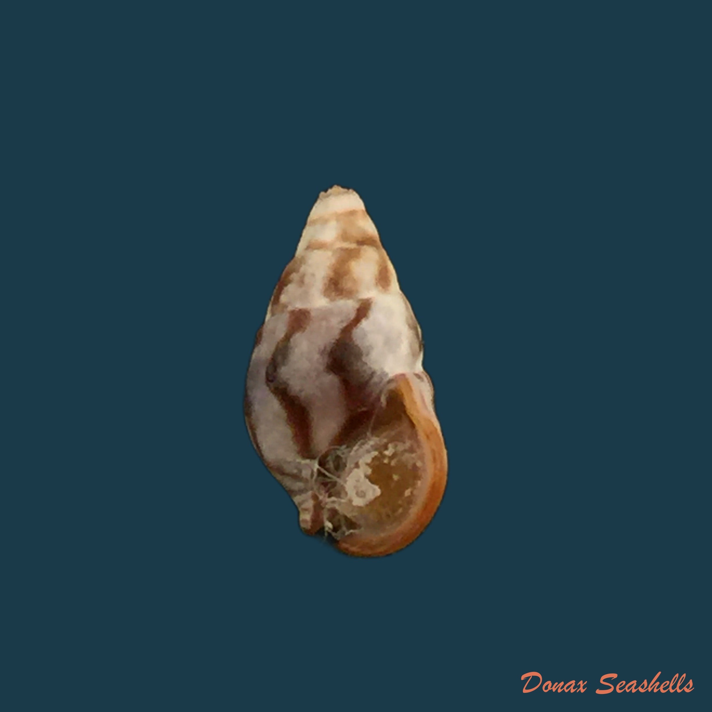 copia-de-cerithium-nesioticum-pilsbry-vanatta-1906-12-4mm