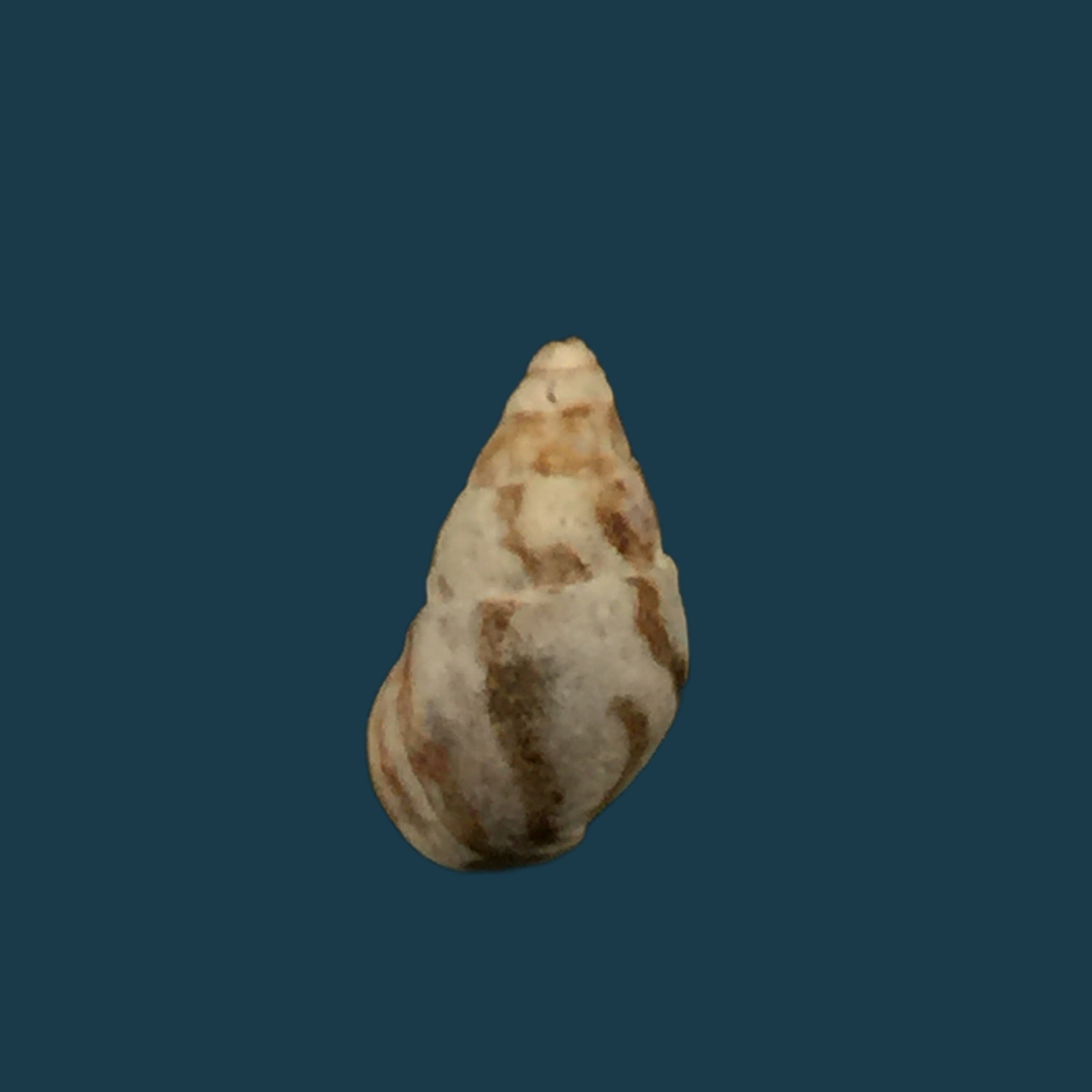Cerithium biminiense (Pilsbry & T. L. McGinty, 1949) - 8,4mm