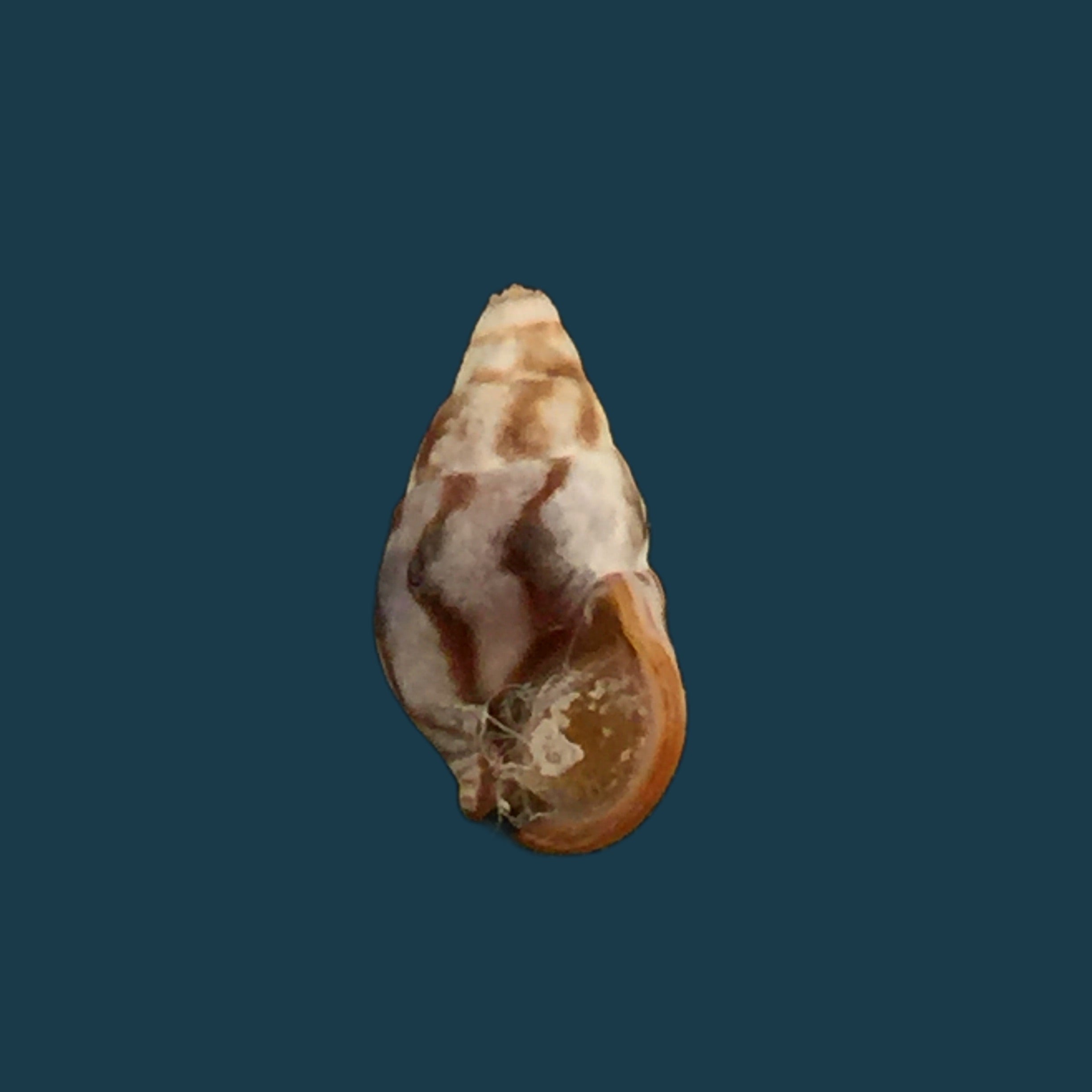 Cerithium biminiense (Pilsbry & T. L. McGinty, 1949) - 8,4mm