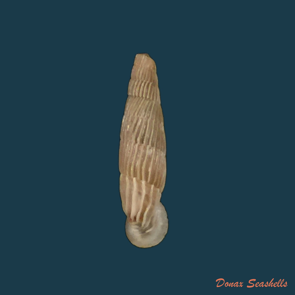 copia-de-charpenteria-siciliaria-crassicostata-pfeiffer-1856-23mm-2