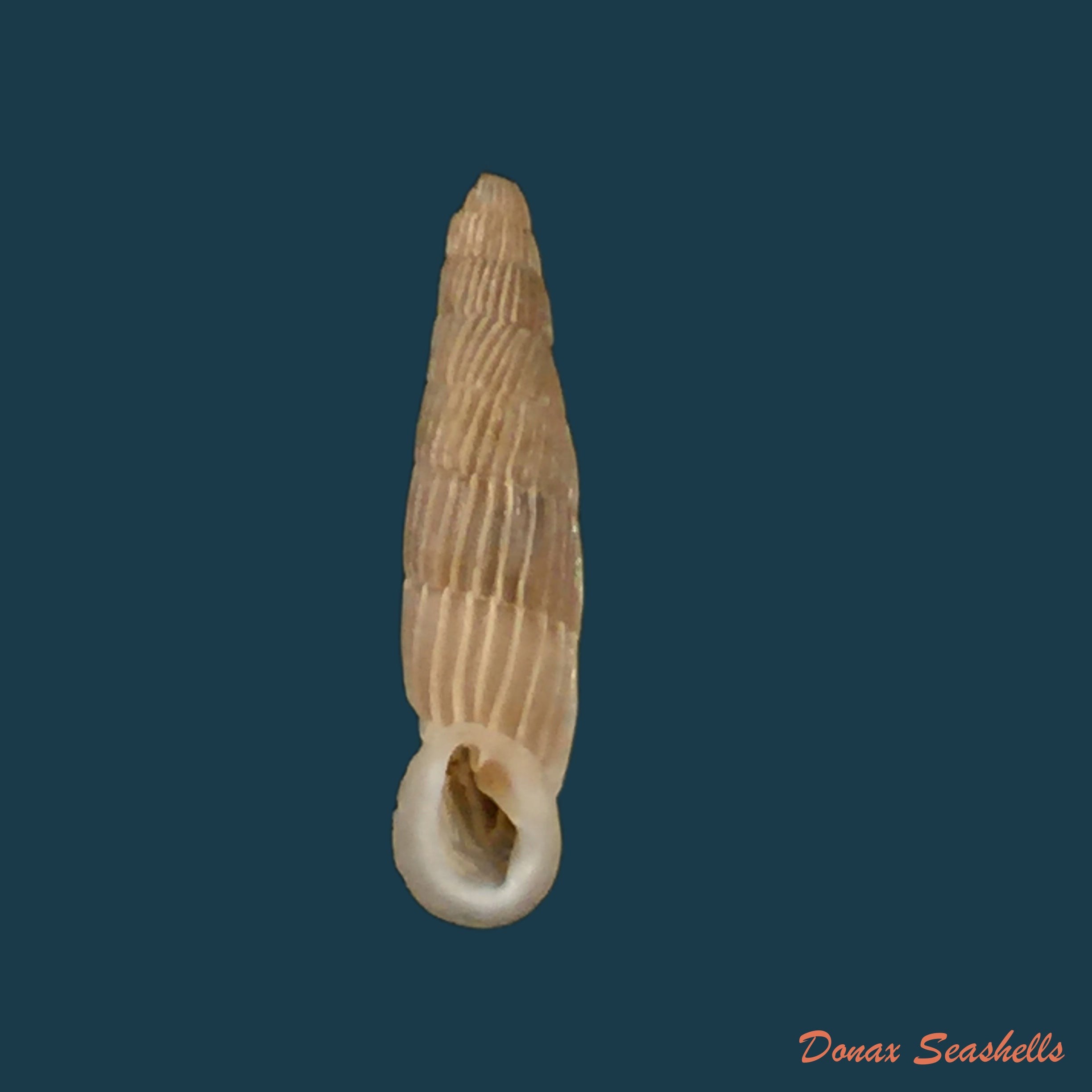 copia-de-charpenteria-siciliaria-crassicostata-pfeiffer-1856-23mm-2