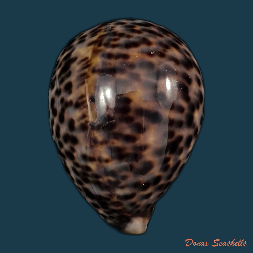 copia-de-chelycypraea-testudinaria-linnaeus-1758-125-4mm