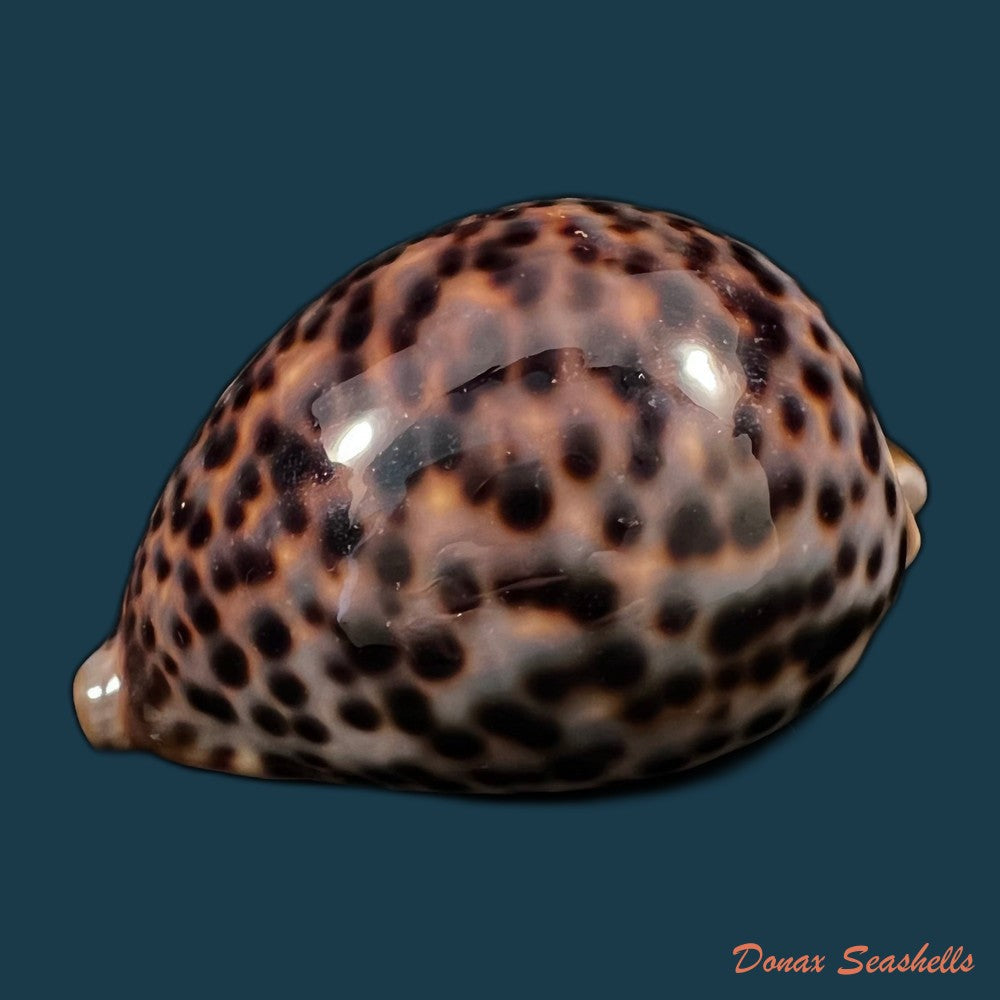 copia-de-chelycypraea-testudinaria-linnaeus-1758-125-4mm