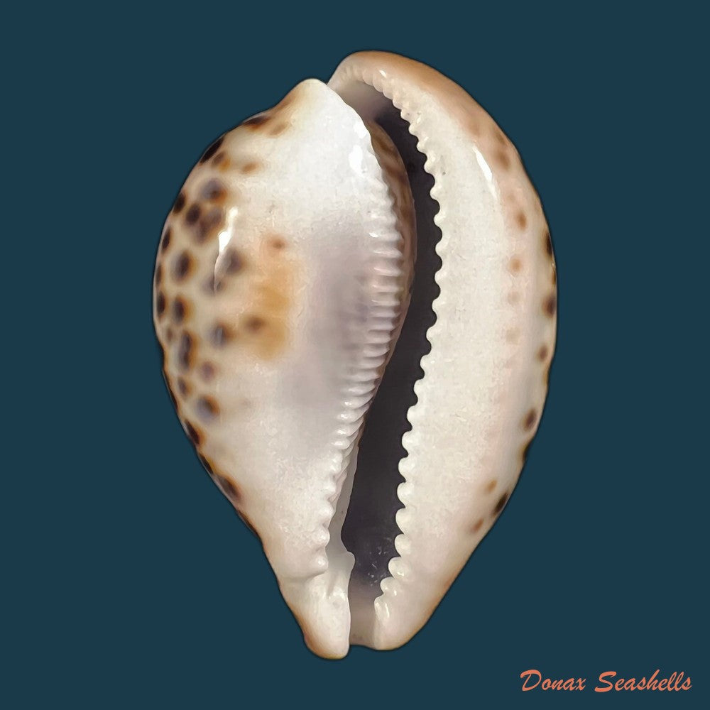 copia-de-chelycypraea-testudinaria-linnaeus-1758-125-4mm