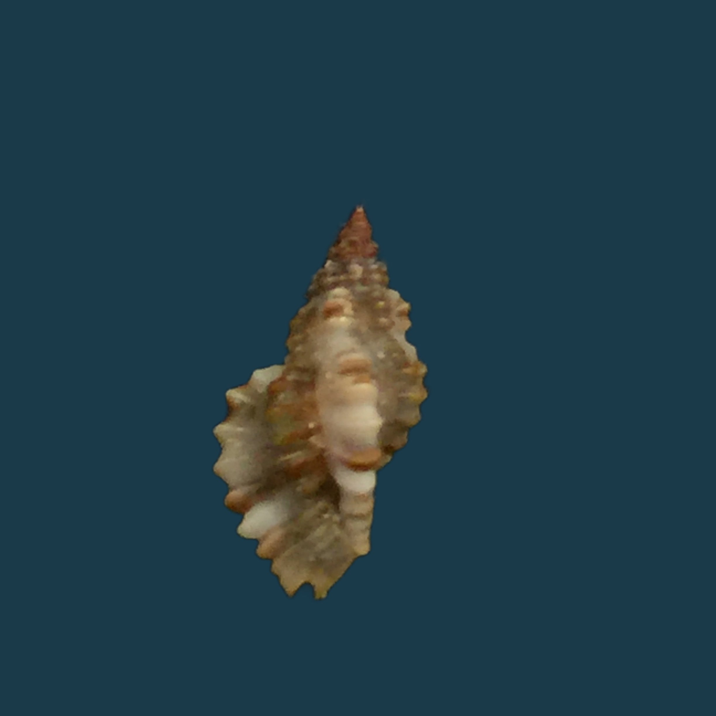 Africanella coseli (Houart, 1989) - 11毫米