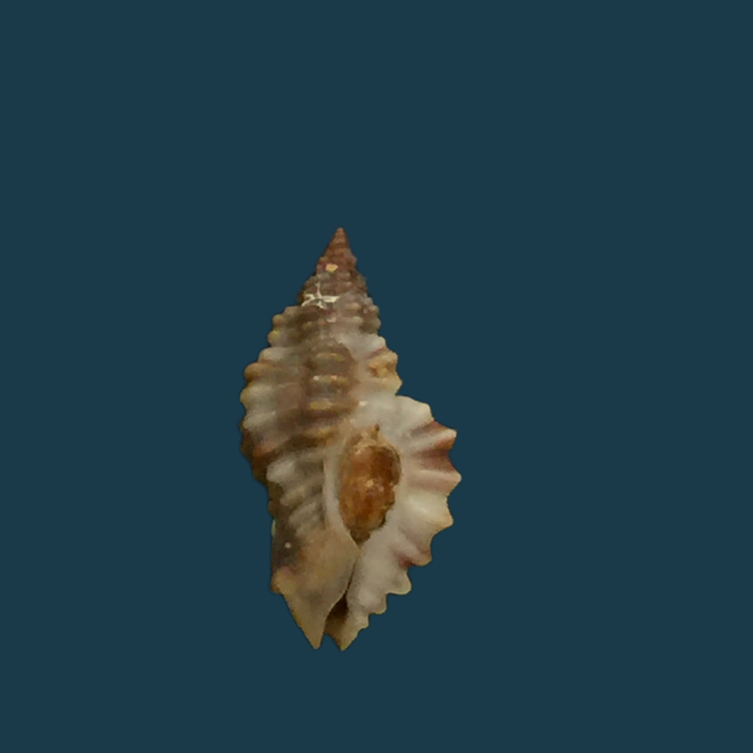 Africanella coseli (Houart, 1989) - 11毫米