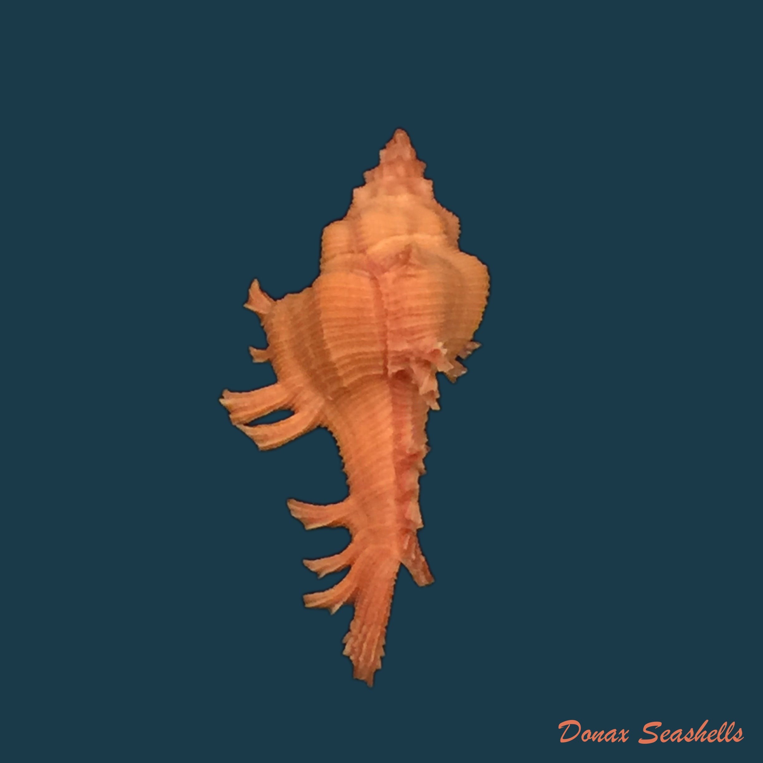 copia-de-chicoreus-dodongi-houart-1995-18-7mm