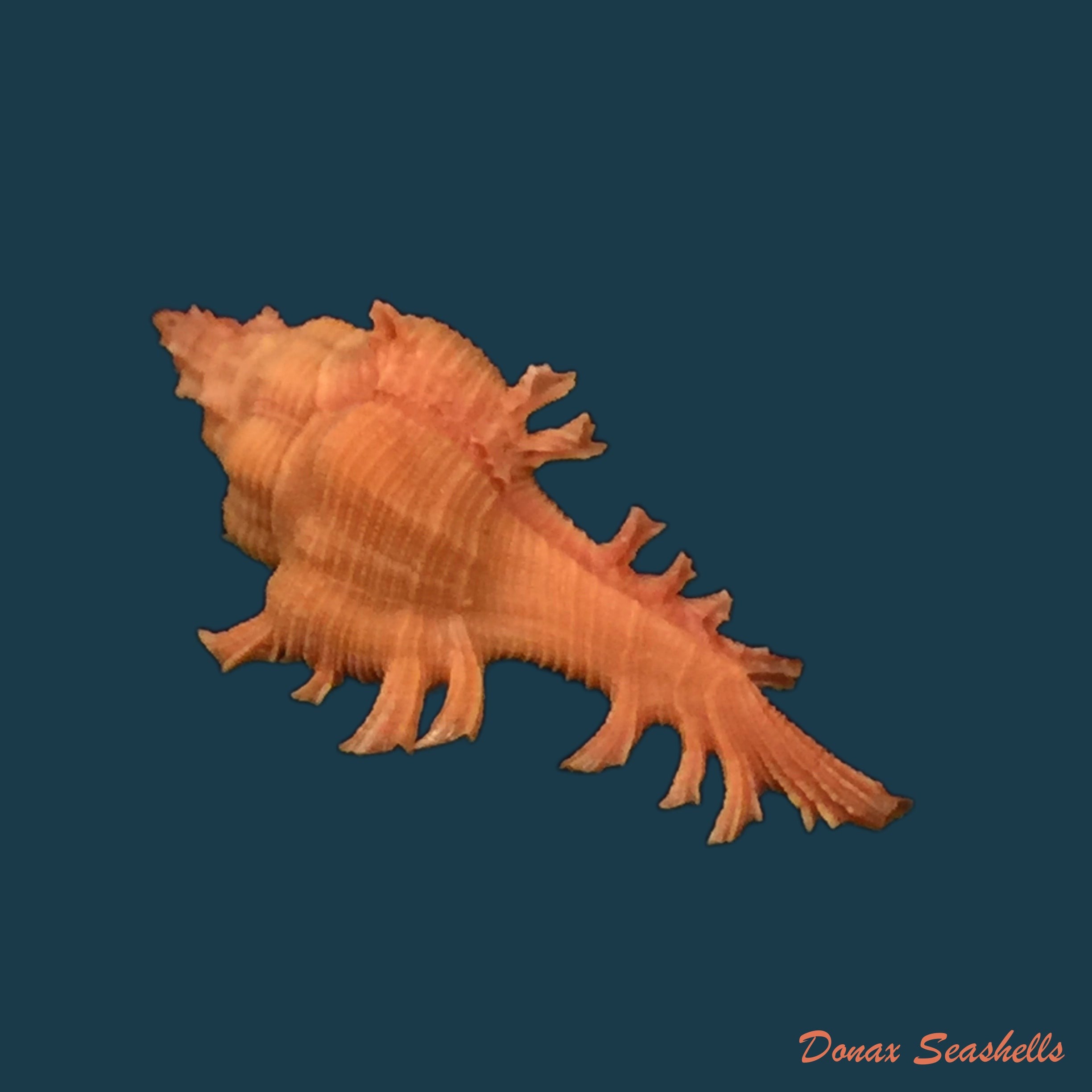 copia-de-chicoreus-dodongi-houart-1995-18-7mm