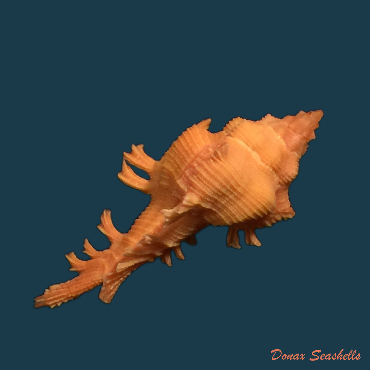 copia-de-chicoreus-dodongi-houart-1995-18-7mm
