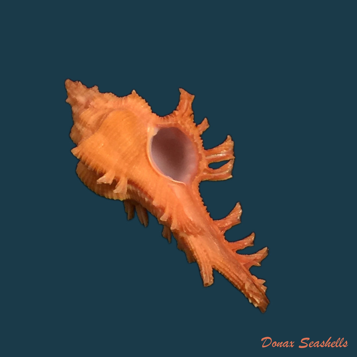copia-de-chicoreus-dodongi-houart-1995-18-7mm
