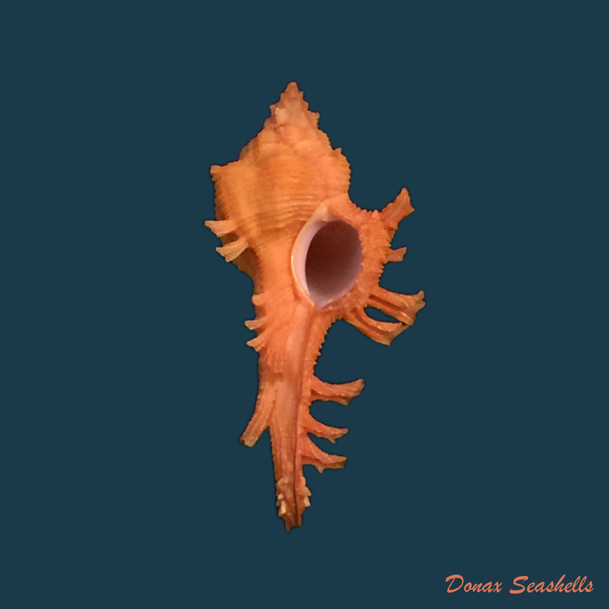 copia-de-chicoreus-dodongi-houart-1995-18-7mm