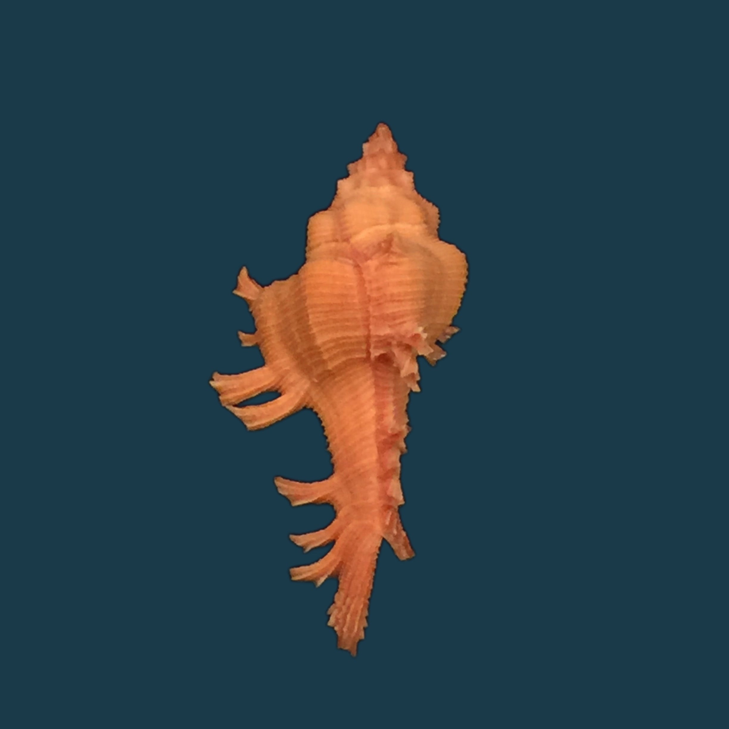 Chicoreus crosnieri Houart, 1985 - 33,9mm