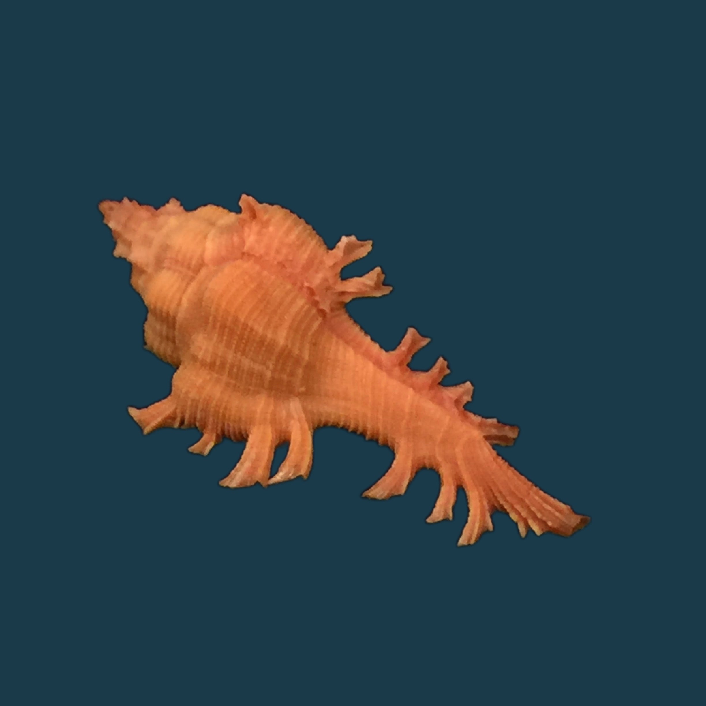 Chicoreus crosnieri Houart, 1985 - 33,9mm