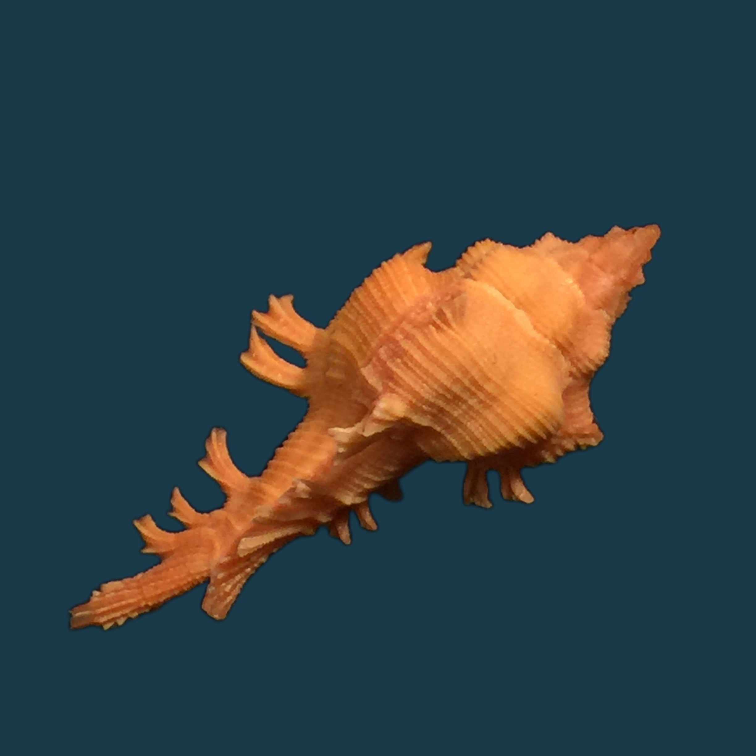 Chicoreus crosnieri Houart, 1985 - 33,9mm