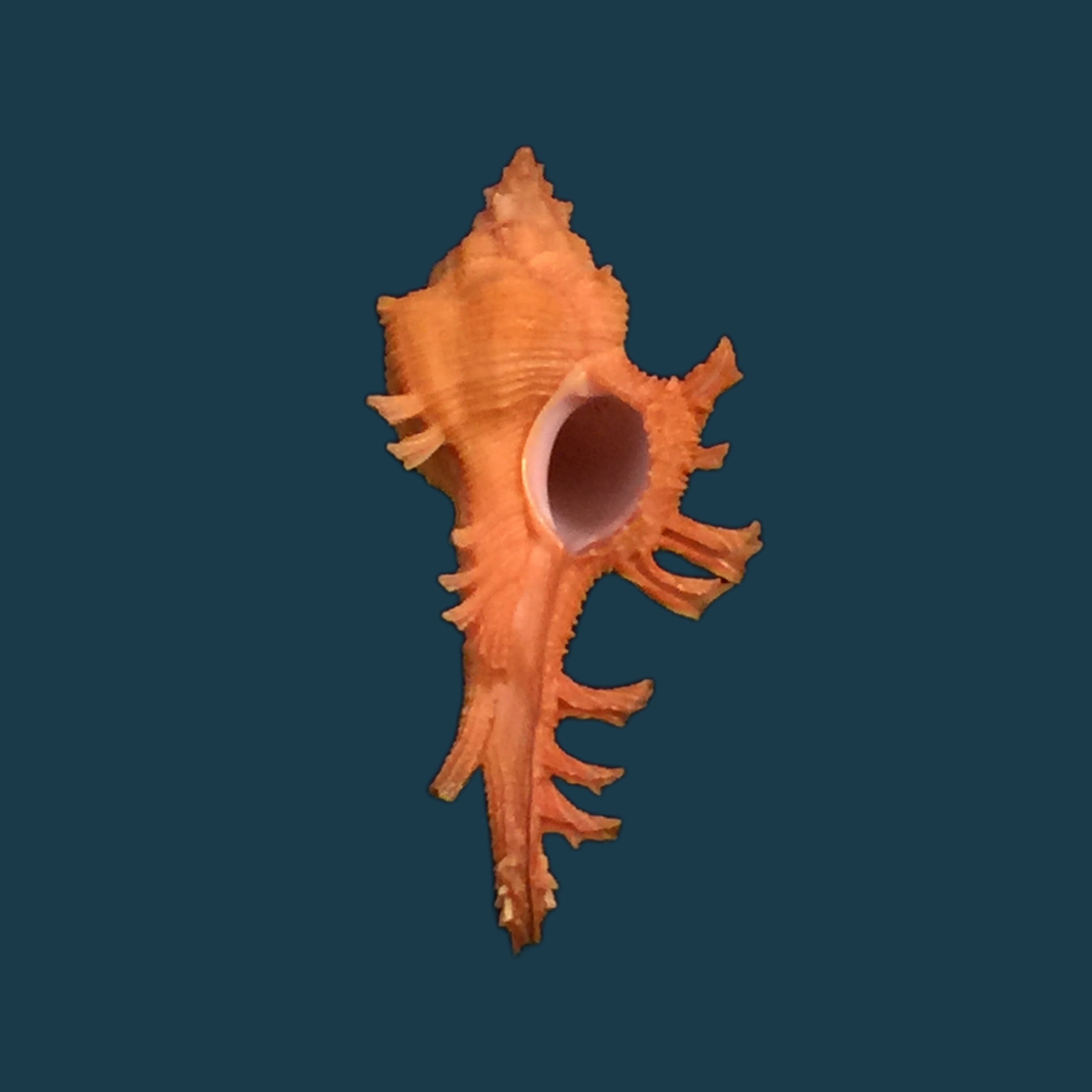 Chicoreus crosnieri Houart, 1985 - 33,9mm