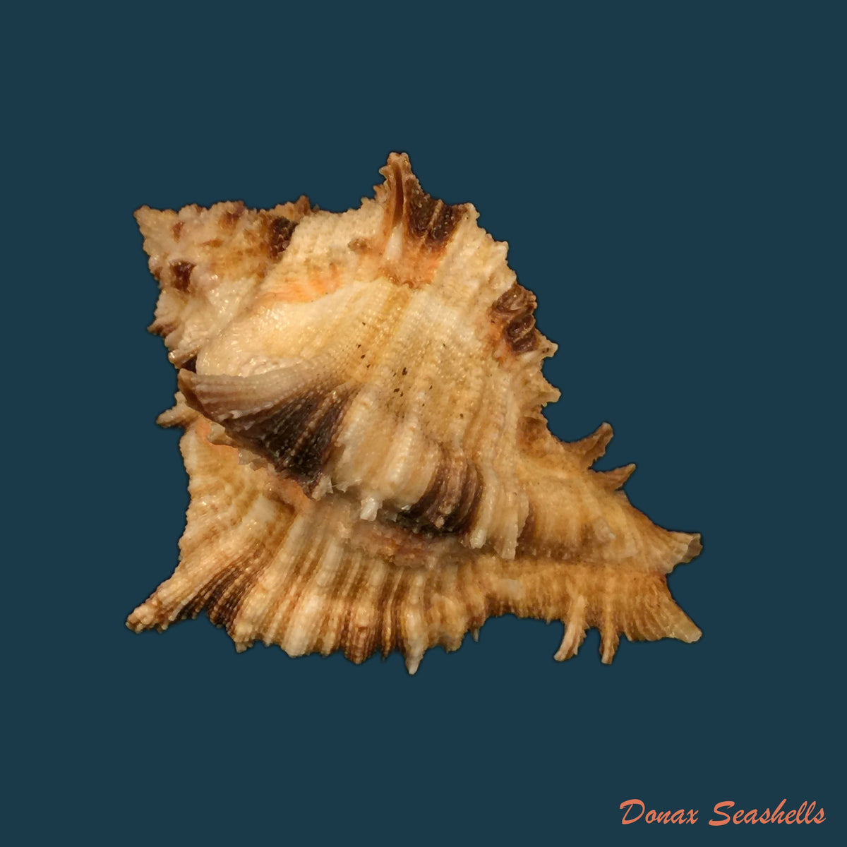 copia-de-chicoreus-spectrum-reeve-1846-63-9mm
