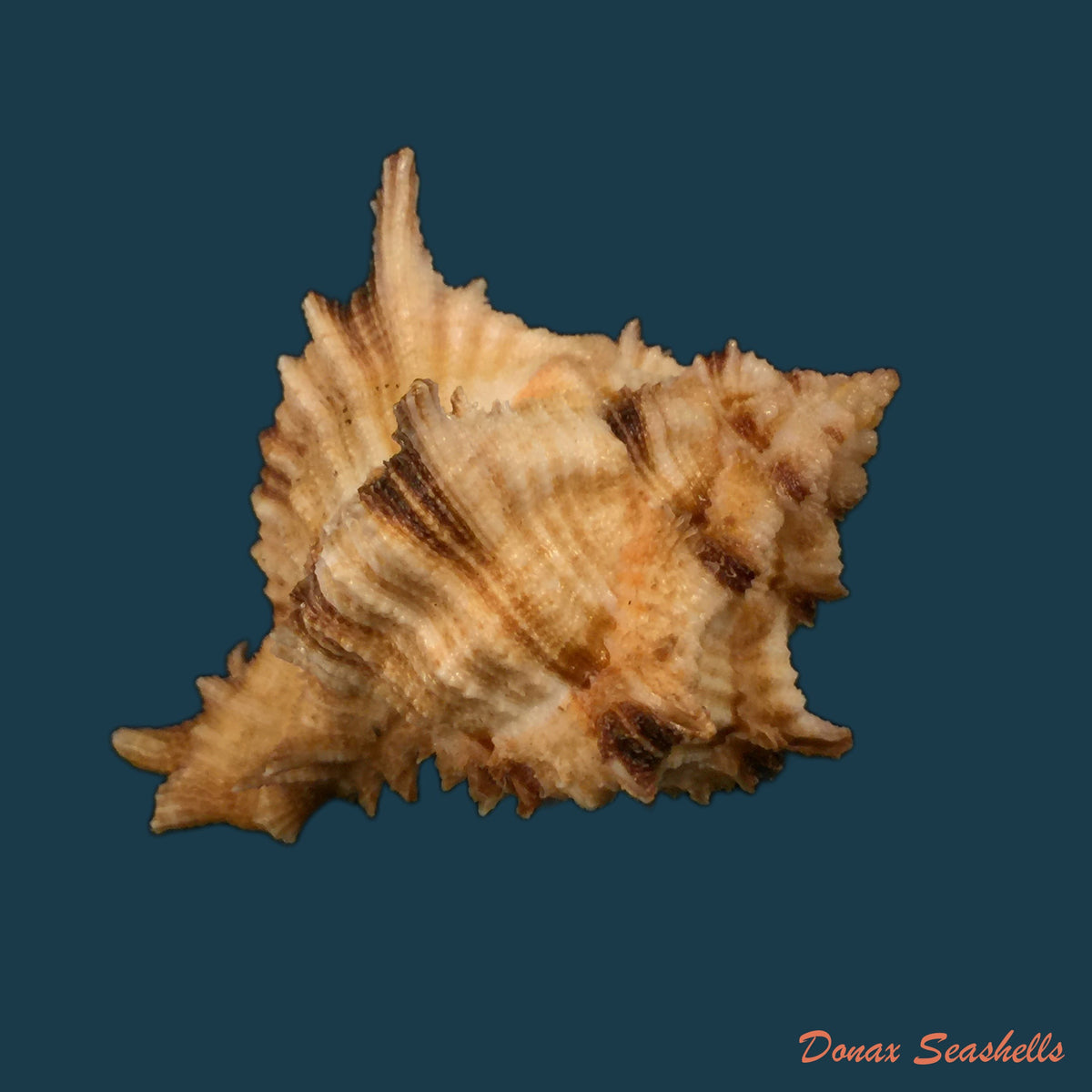 copia-de-chicoreus-spectrum-reeve-1846-63-9mm