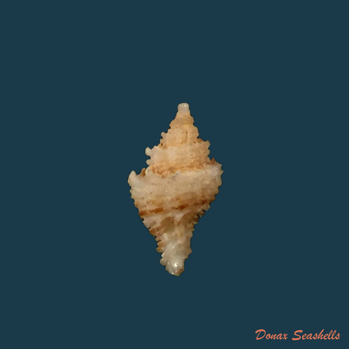 copia-de-chicoreus-springeri-bullis-1964-49-7mm