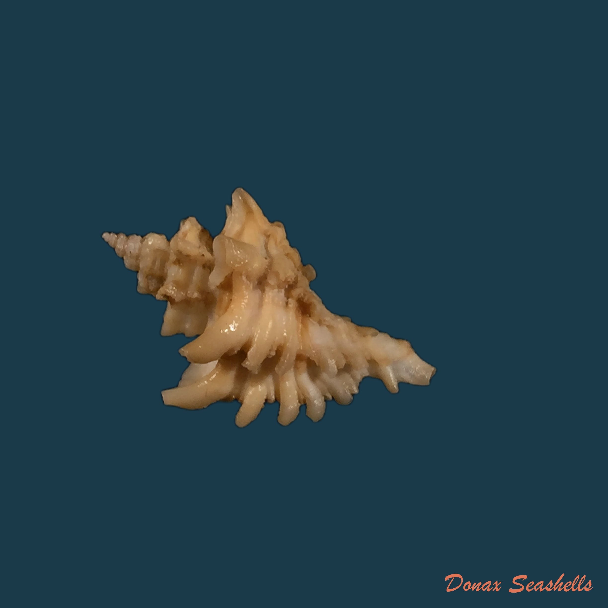 copia-de-chicoreus-superbus-problematicus-lan-1981-53-8mm