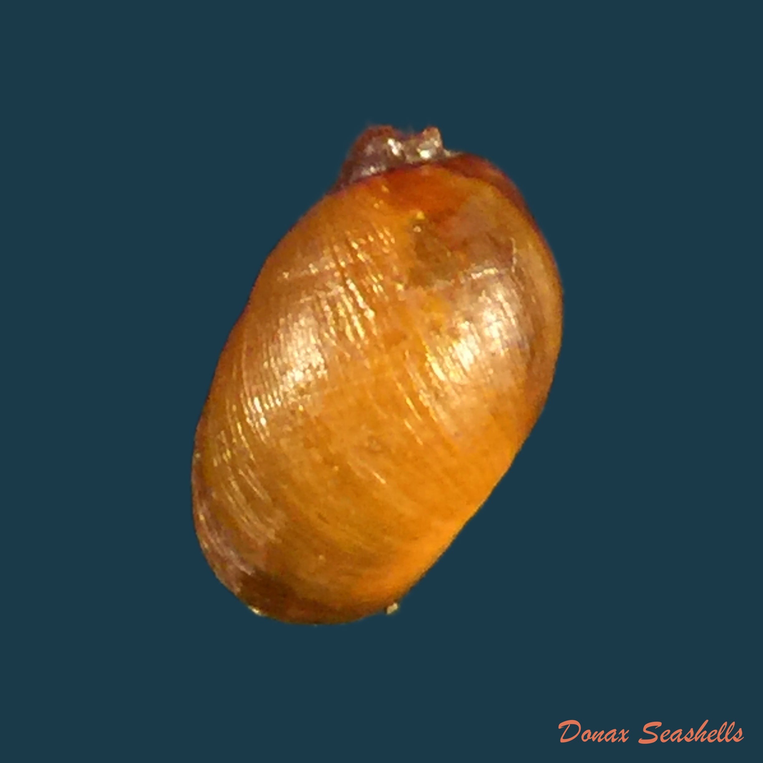 copia-de-chilina-megastoma-h-scott-1958