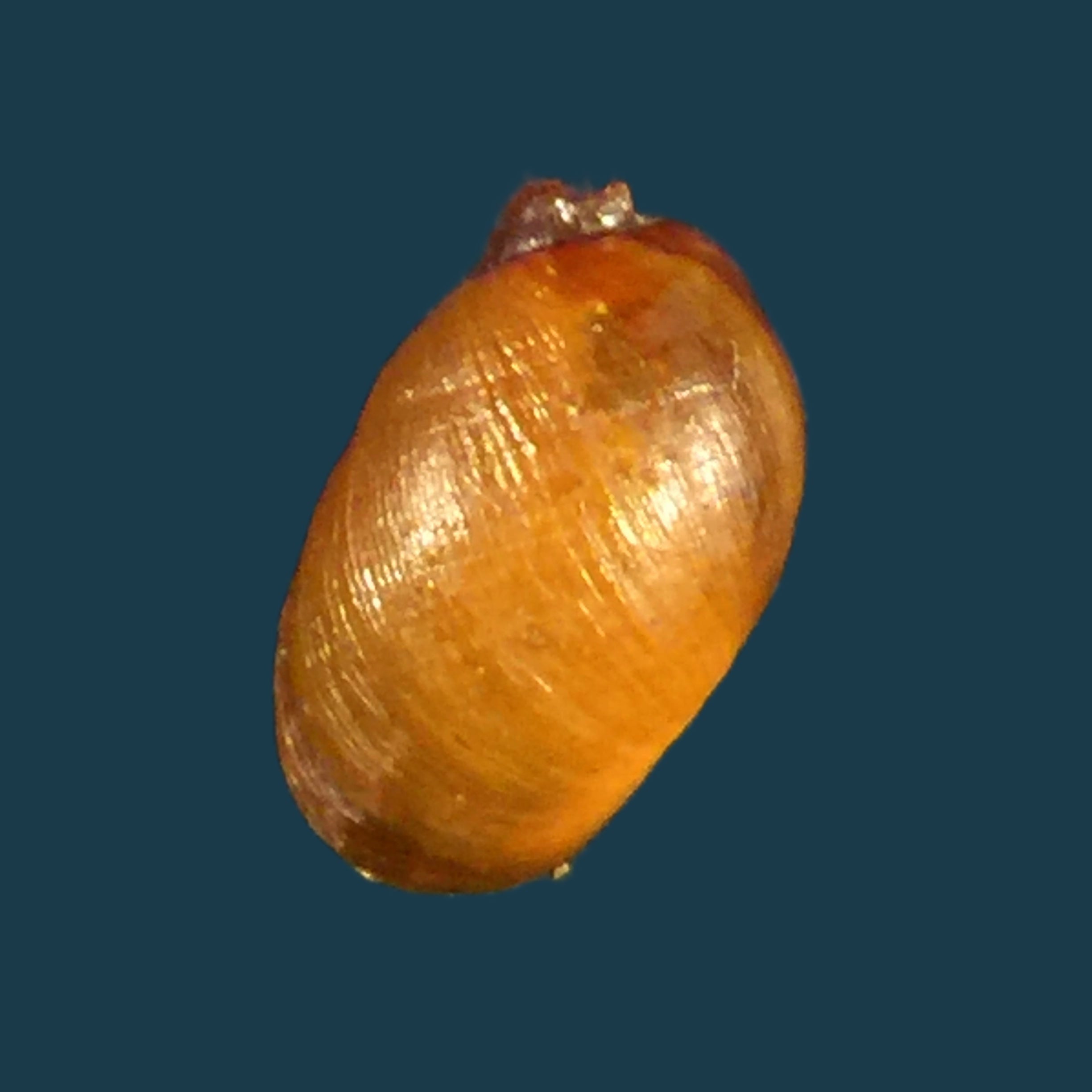 Chilina megastoma H. Scott, 1958 - 11,7毫米