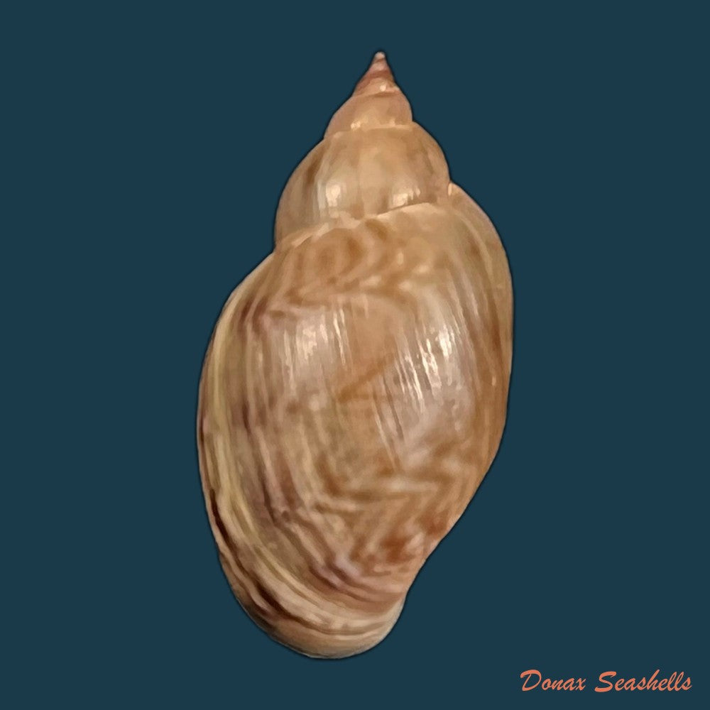copia-de-chilina-parchappei-orbigny-1835-18-6mm