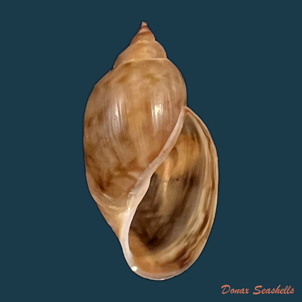 copia-de-chilina-parchappei-orbigny-1835-18-6mm