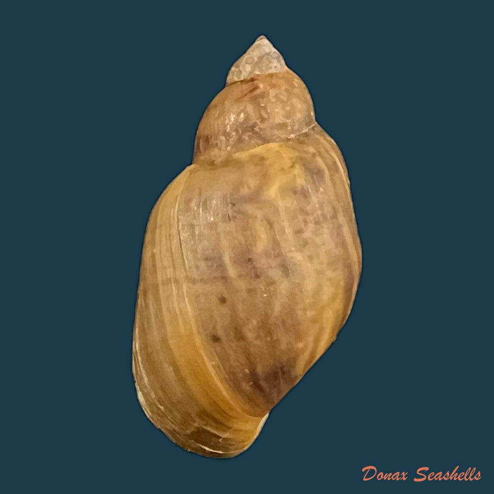 copia-de-chilina-parchappei-orbigny-1835-25-7mm