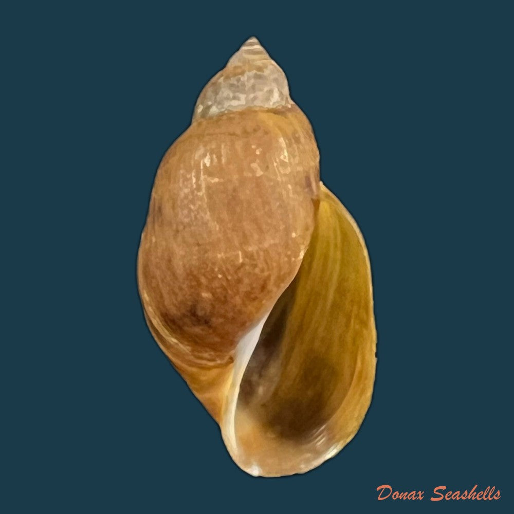 copia-de-chilina-parchappei-orbigny-1835-25-7mm