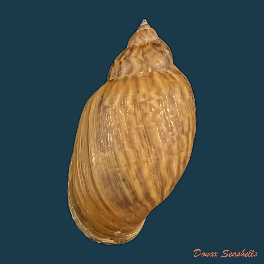copia-de-chilina-parchappei-orbigny-1835-25mm-2