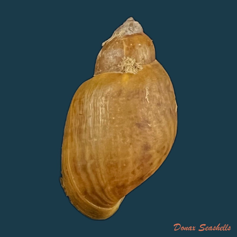copia-de-chilina-parchappei-orbigny-1835-26-4mm