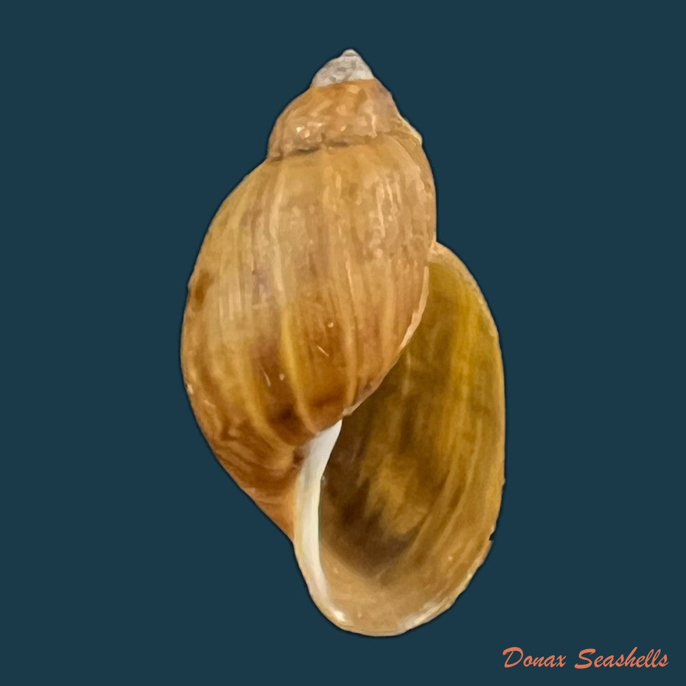 copia-de-chilina-parchappei-orbigny-1835-26-4mm