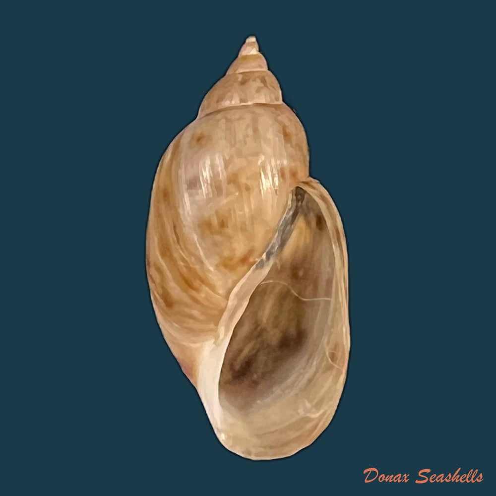copia-de-chilina-parchappii-orbigny-1835-17-8mm