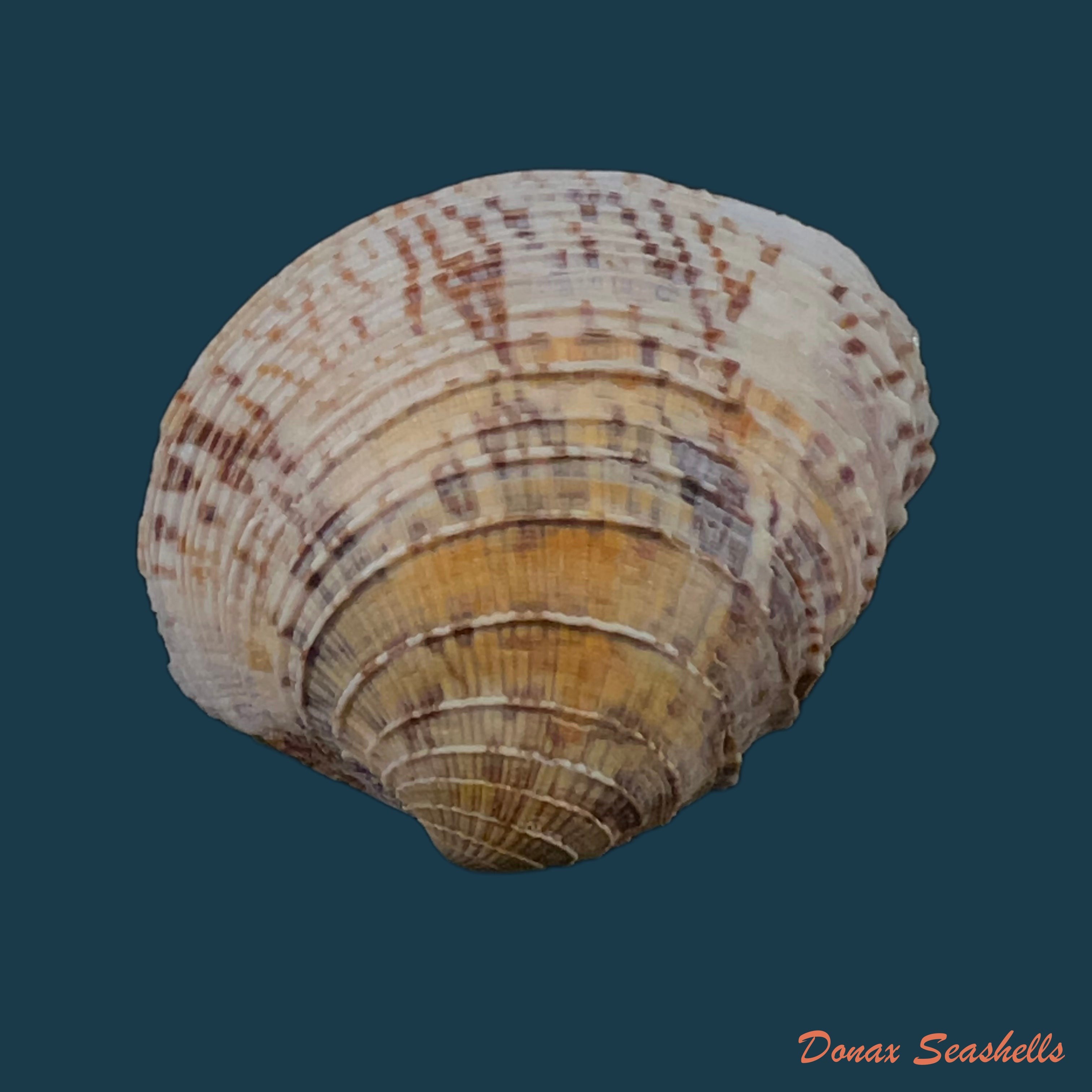 copia-de-chione-cancellata-linnaeus-1767-35-6mm