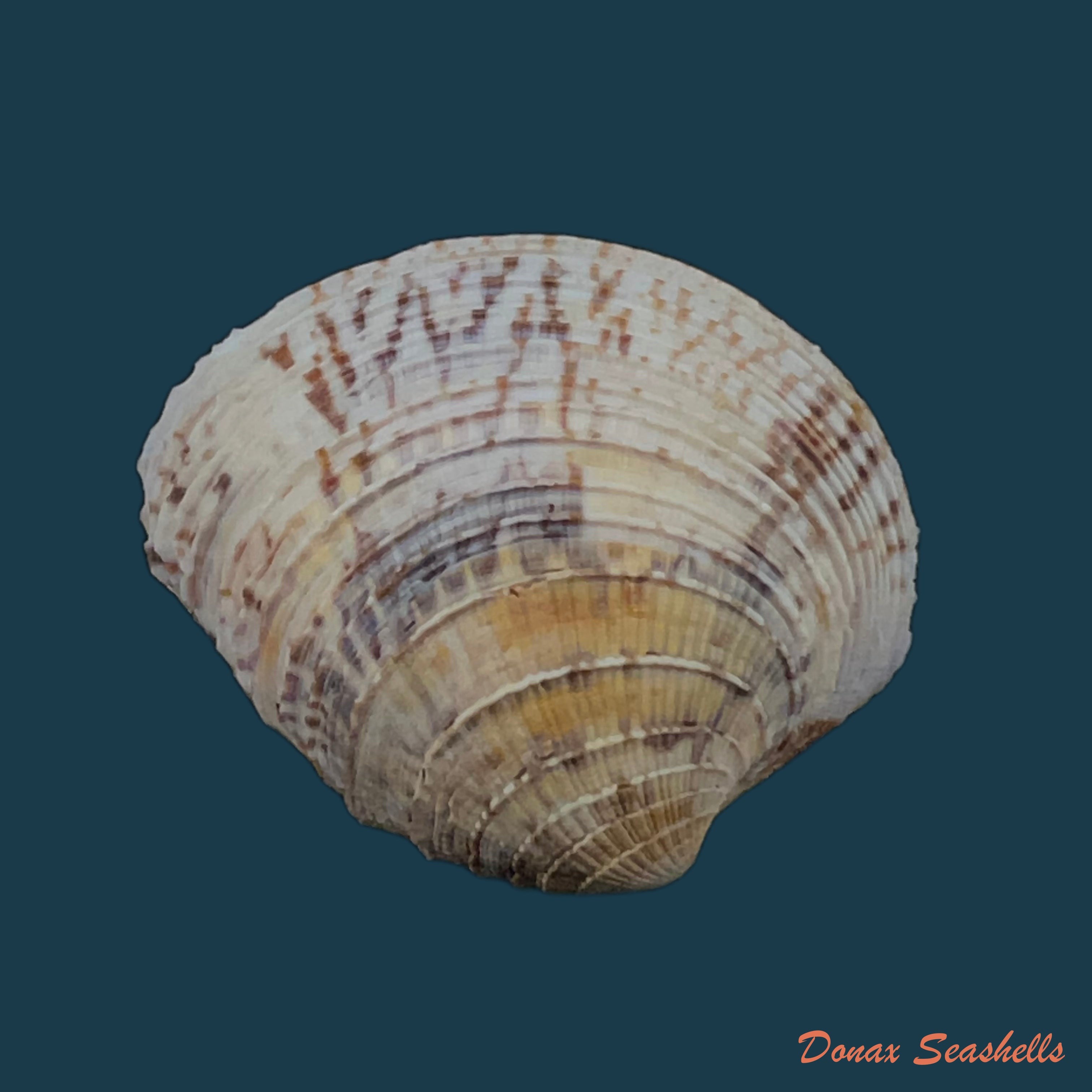 copia-de-chione-cancellata-linnaeus-1767-35-6mm