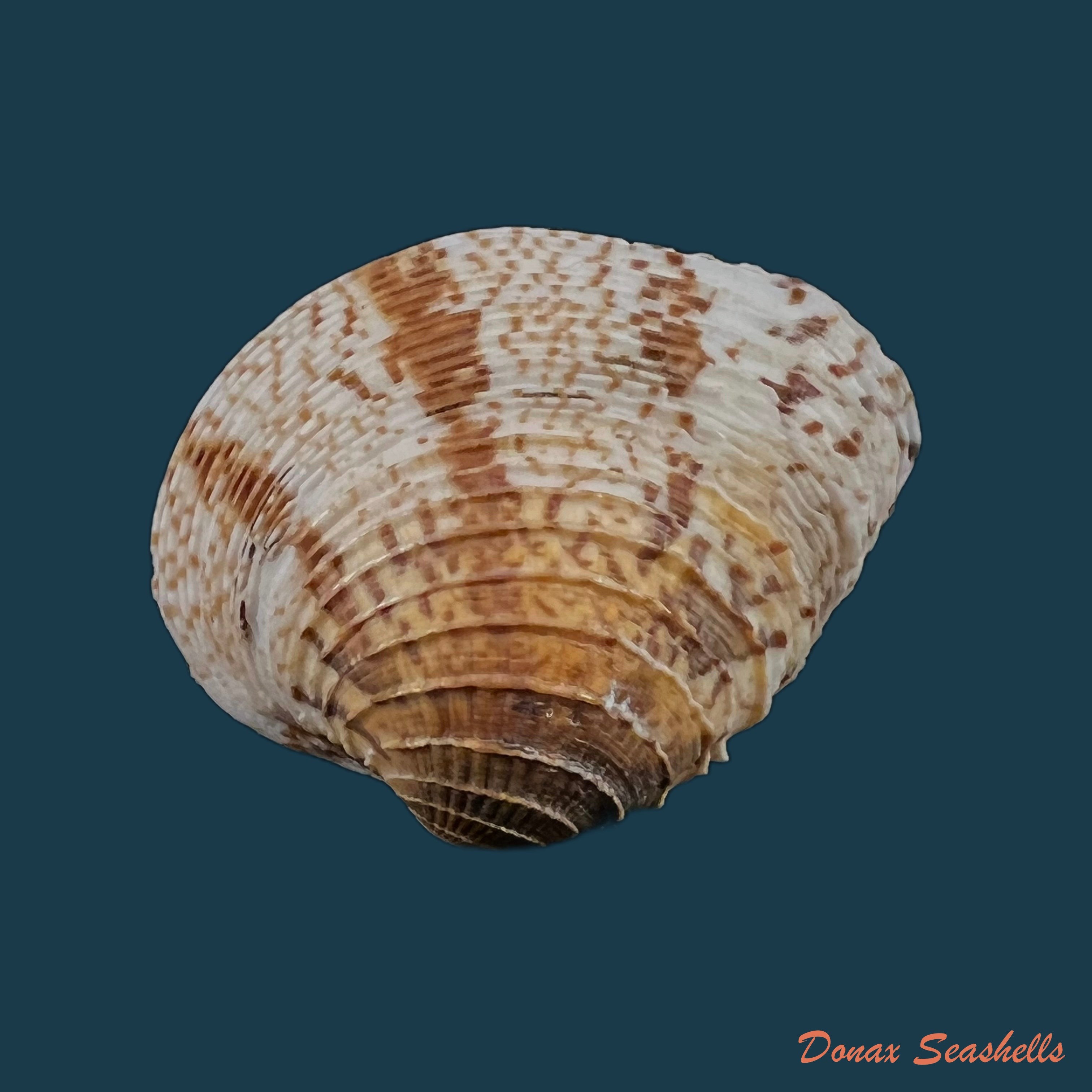 copia-de-chione-cancellata-linnaeus-1767-36-7mm