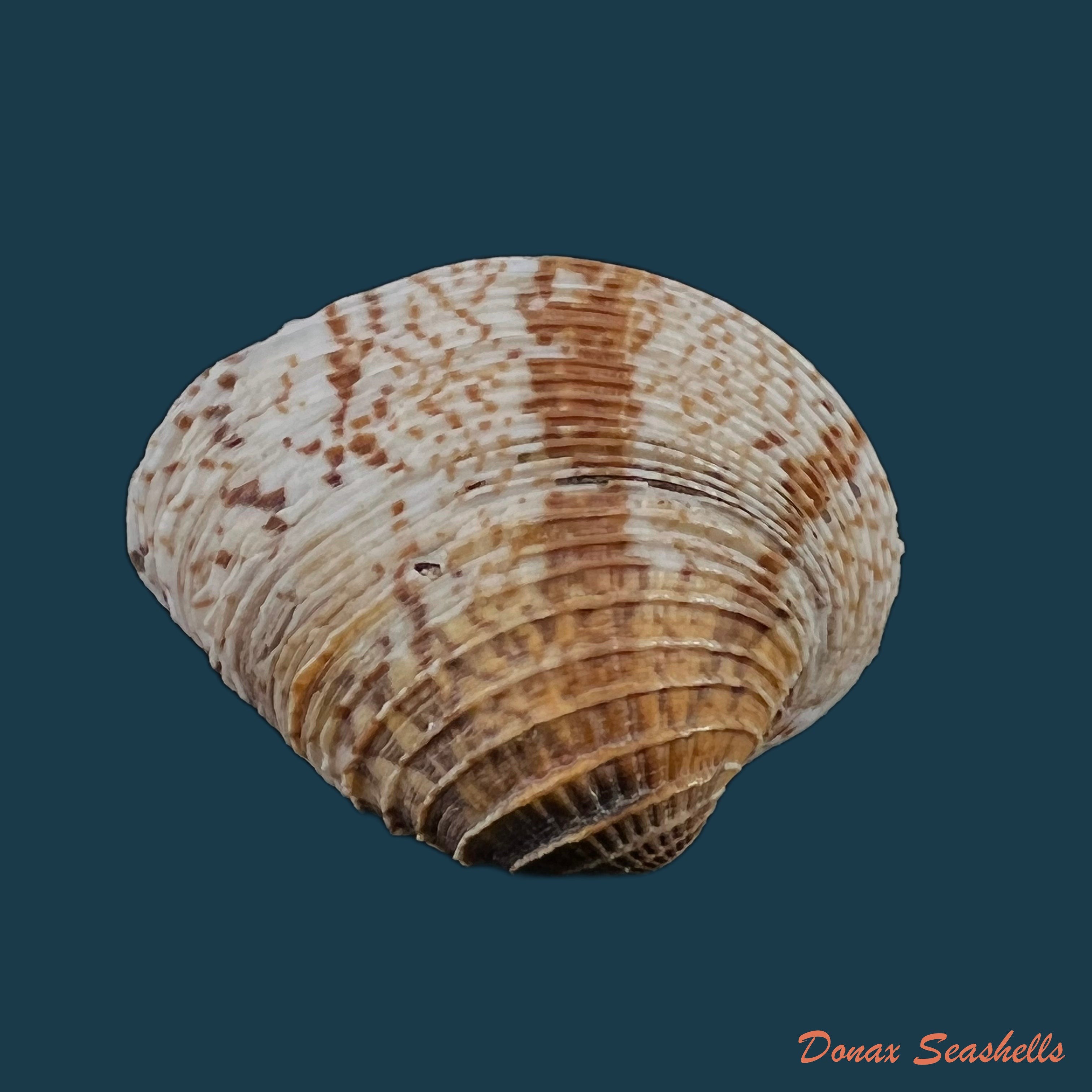 copia-de-chione-cancellata-linnaeus-1767-36-7mm