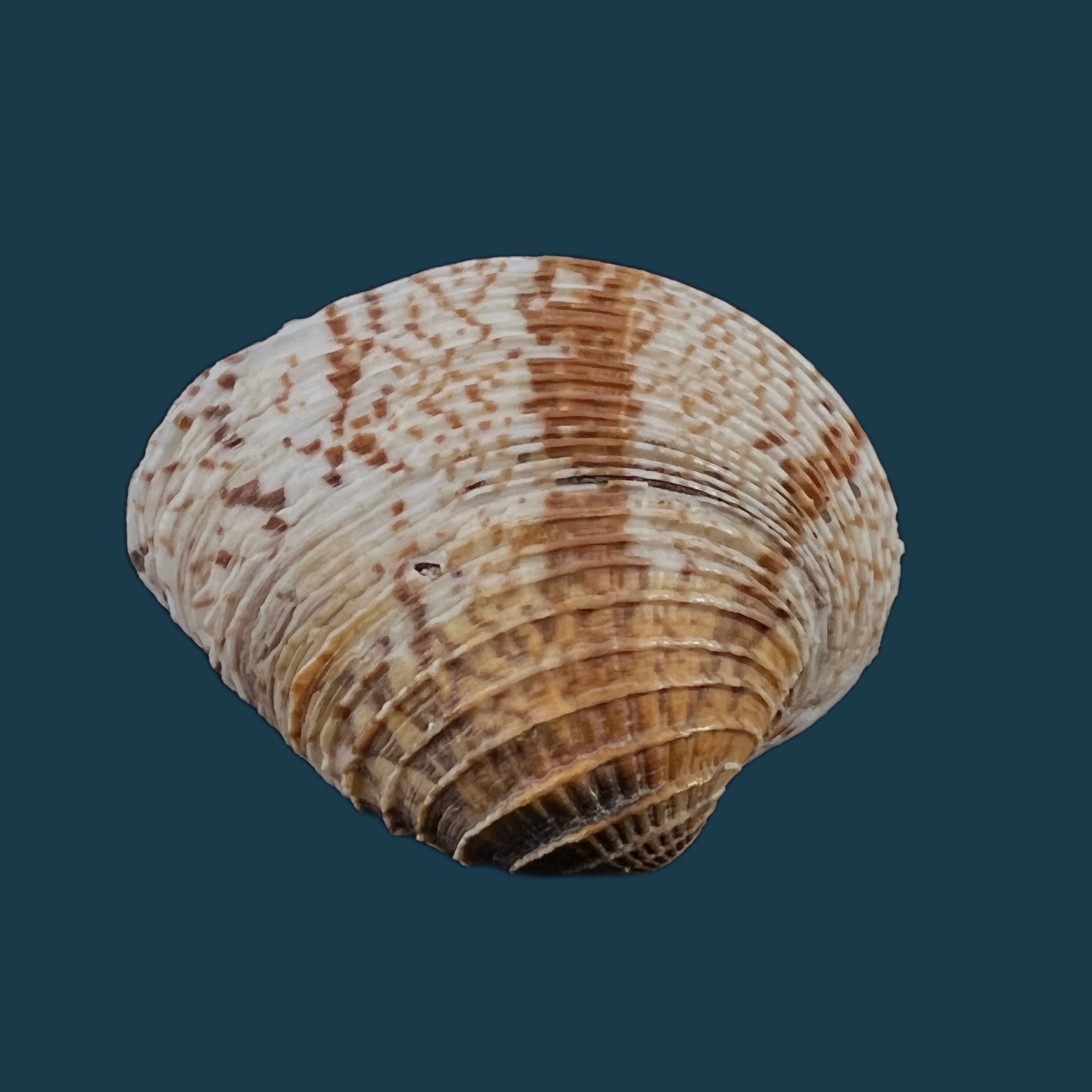 Chione cancellata（林奈，1758 年） - 40 毫米