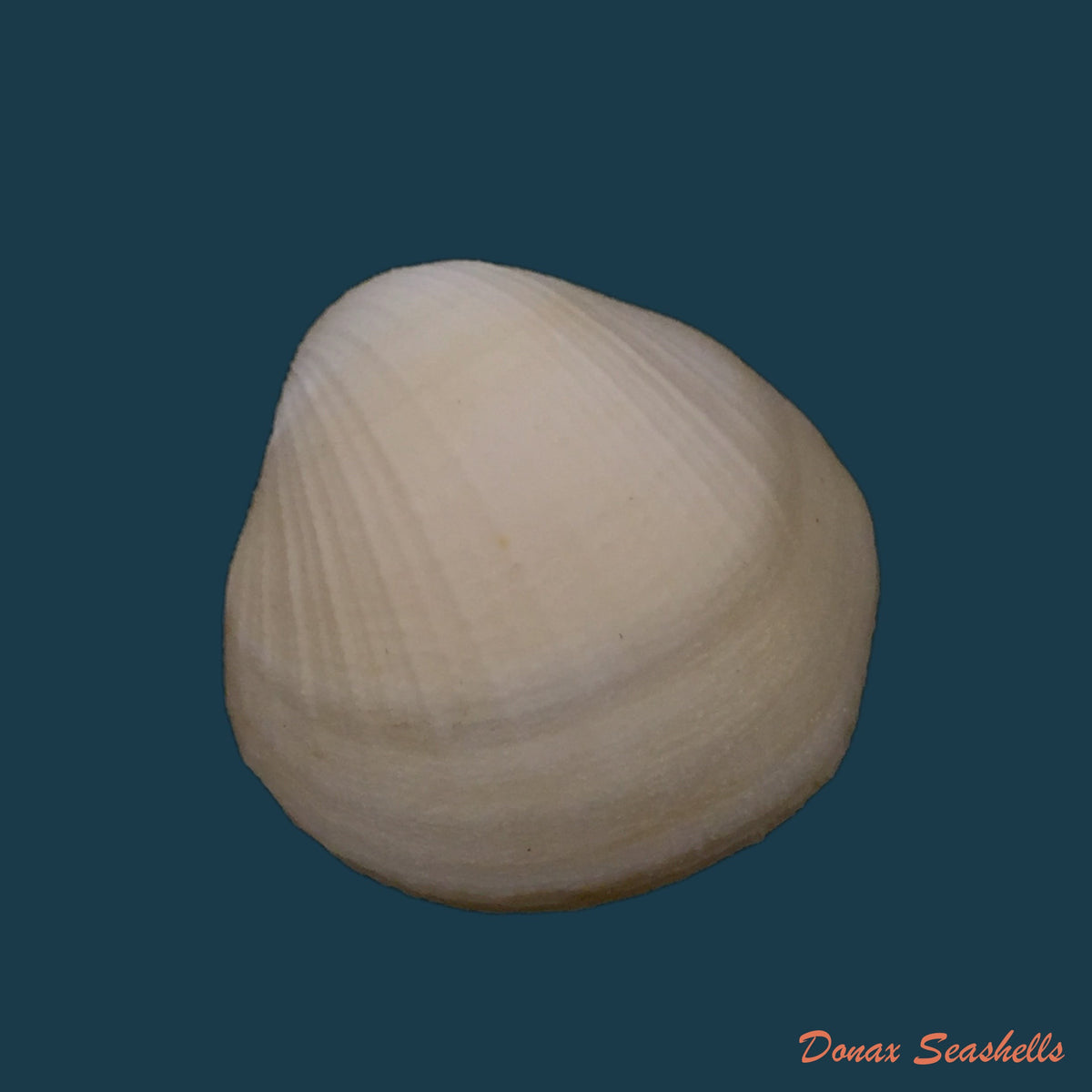 copia-de-chione-cancellata-linnaeus-1767-37-4mm