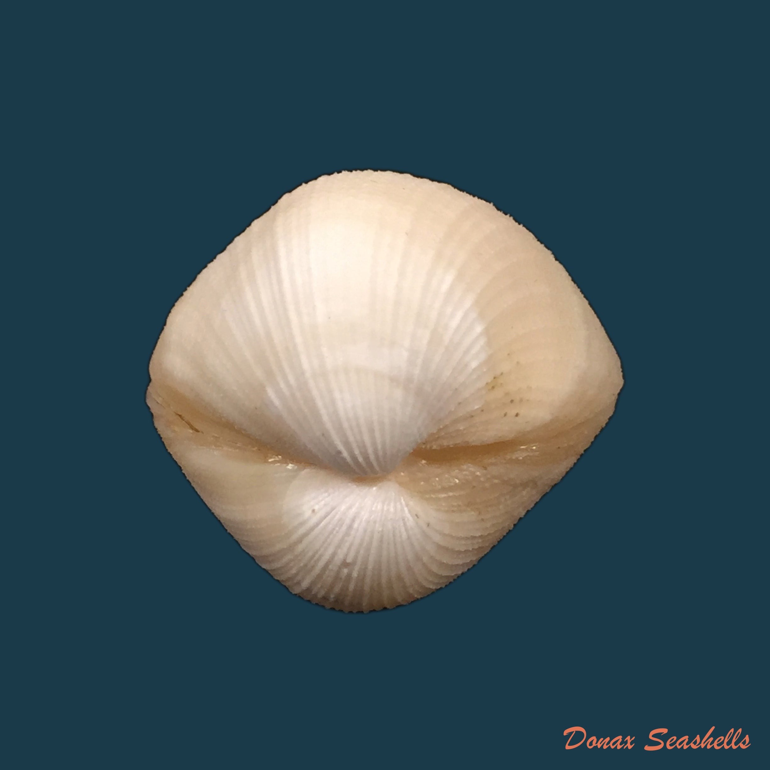 copia-de-chione-cancellata-linnaeus-1767-37-4mm