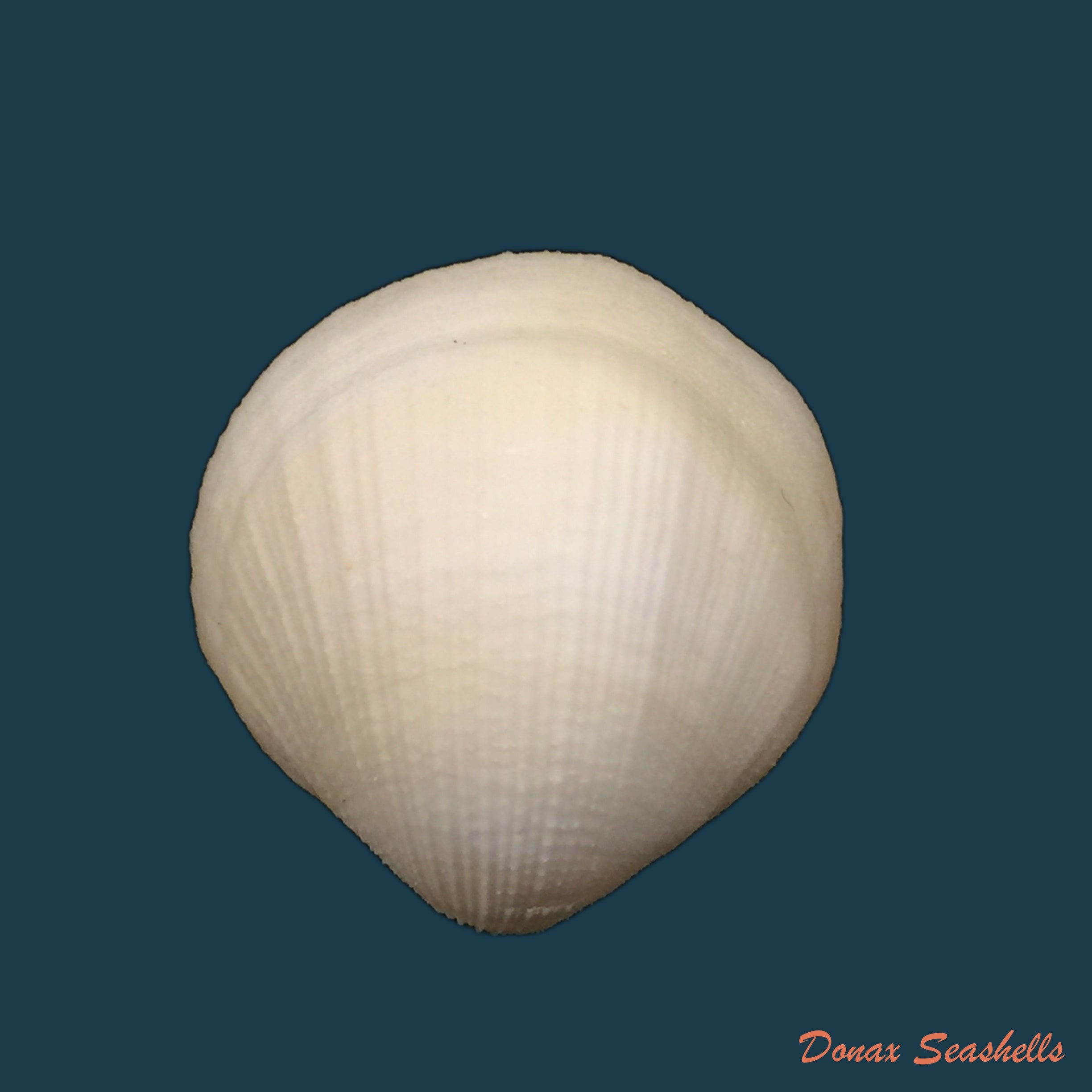 copia-de-chione-cancellata-linnaeus-1767-37-4mm