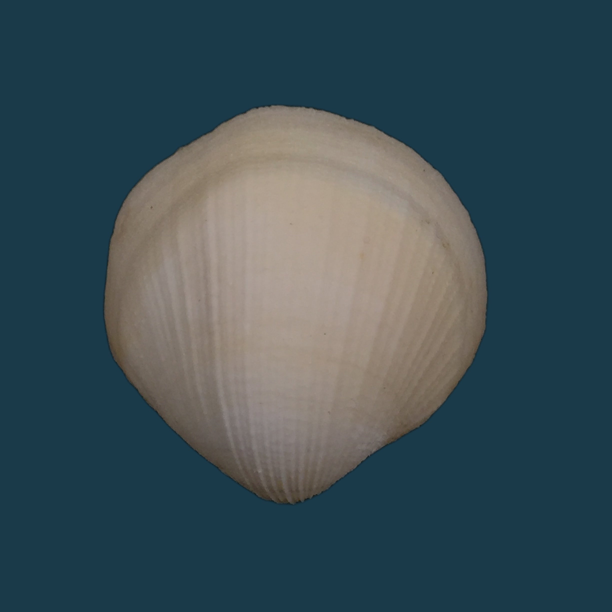 Euciroa eburnea Wood Mason &amp; Alcock, 1891 - 36,9mm