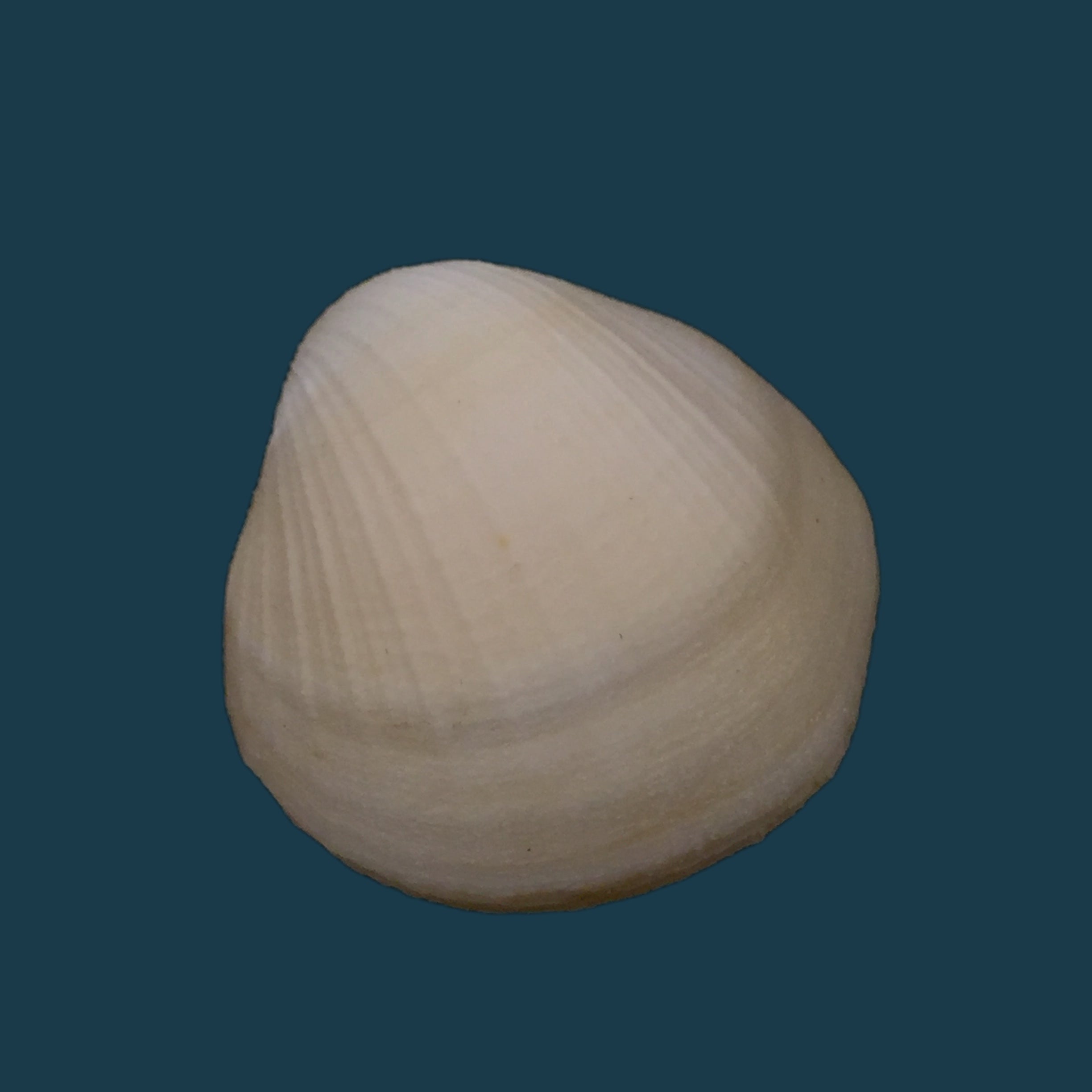 Euciroa eburnea Wood Mason &amp; Alcock, 1891 - 36,9mm