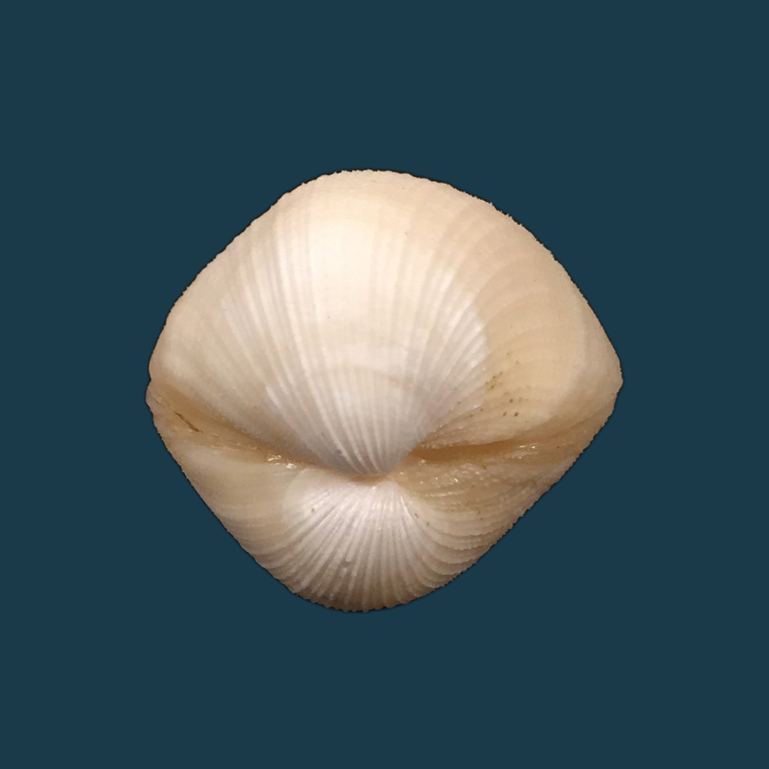 Euciroa eburnea Wood Mason &amp; Alcock, 1891 - 36,9mm
