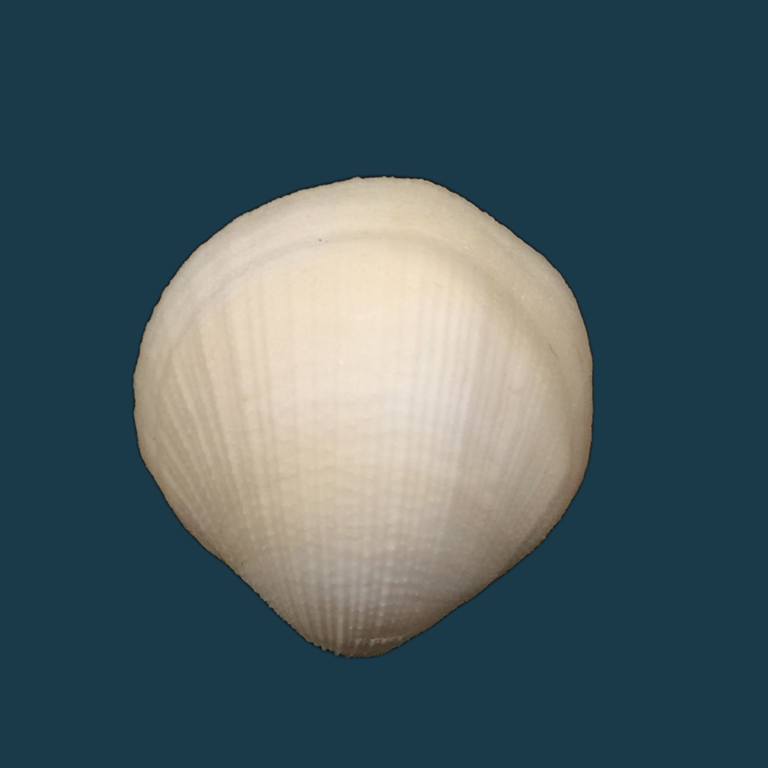 Euciroa eburnea Wood Mason &amp; Alcock, 1891 - 36,9mm